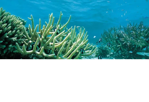 浅海